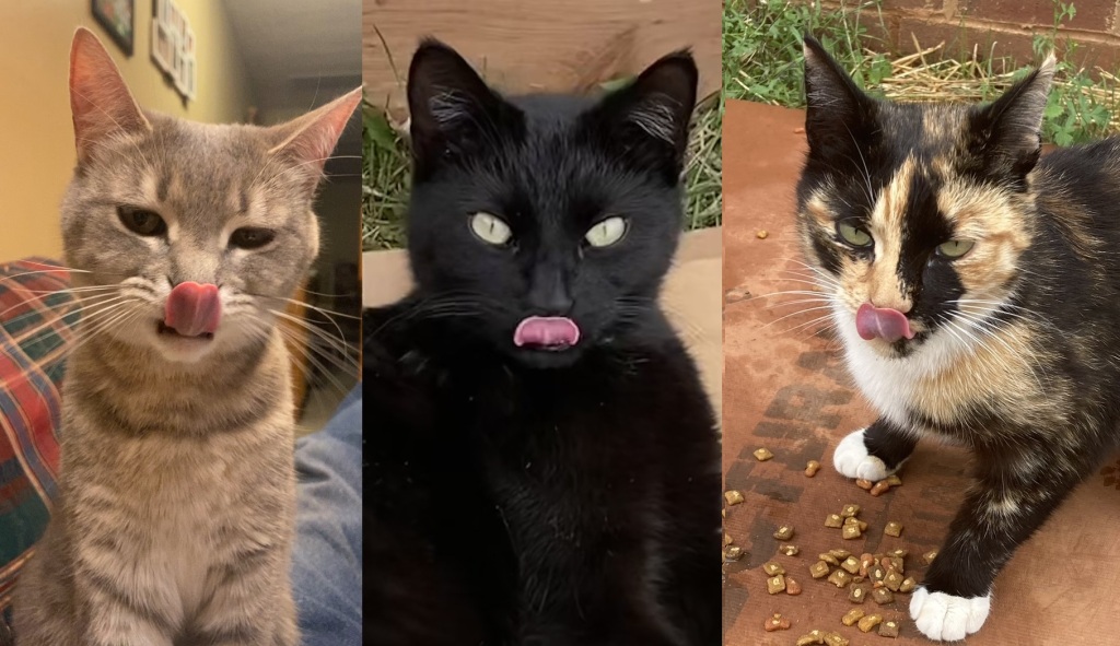 Cats sticking their tongues out
